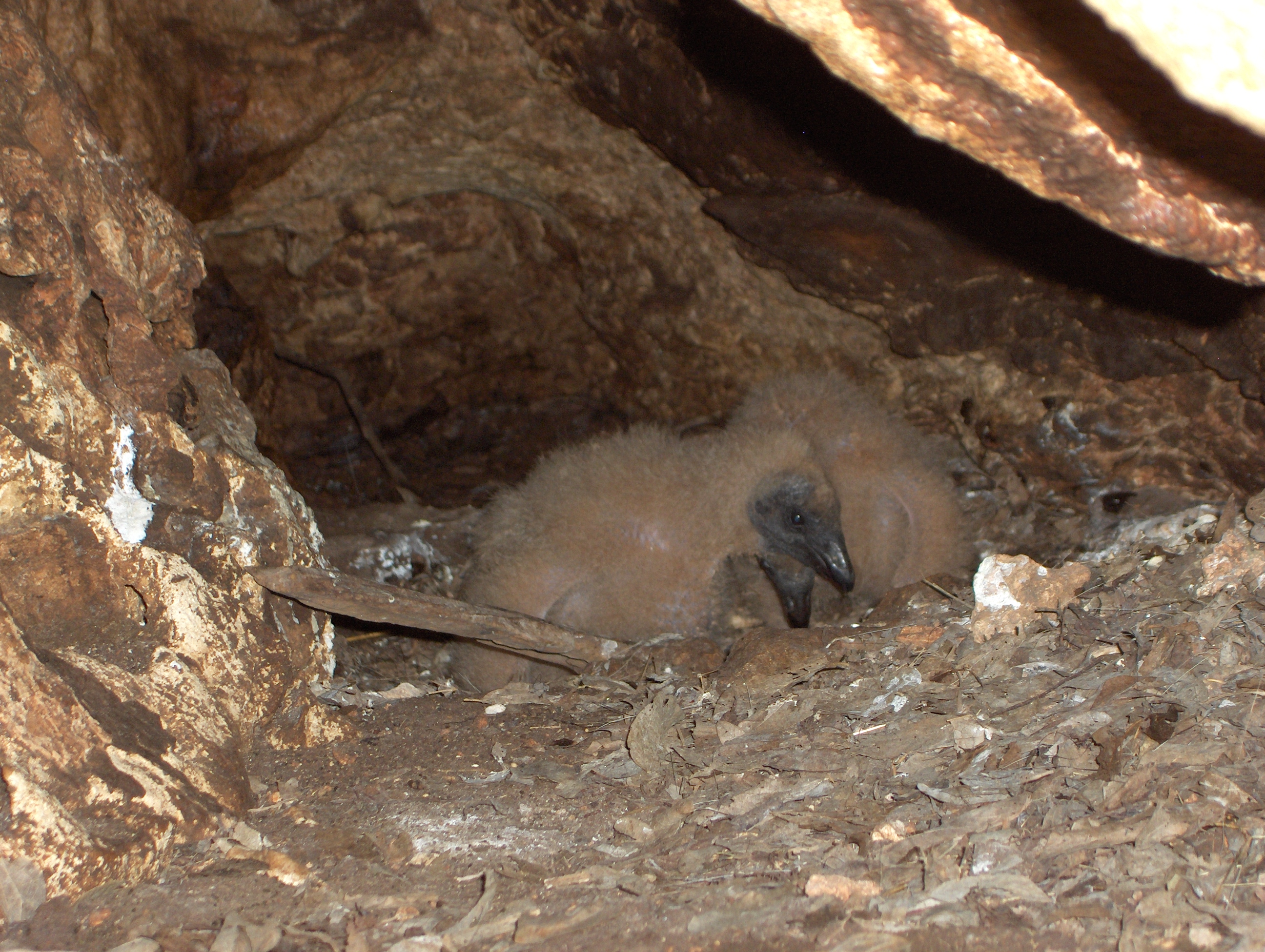 baby black vultures (Coragyps atratus) on a nest in
 Crichfield Bat Cave, photo by Jim Kennedy