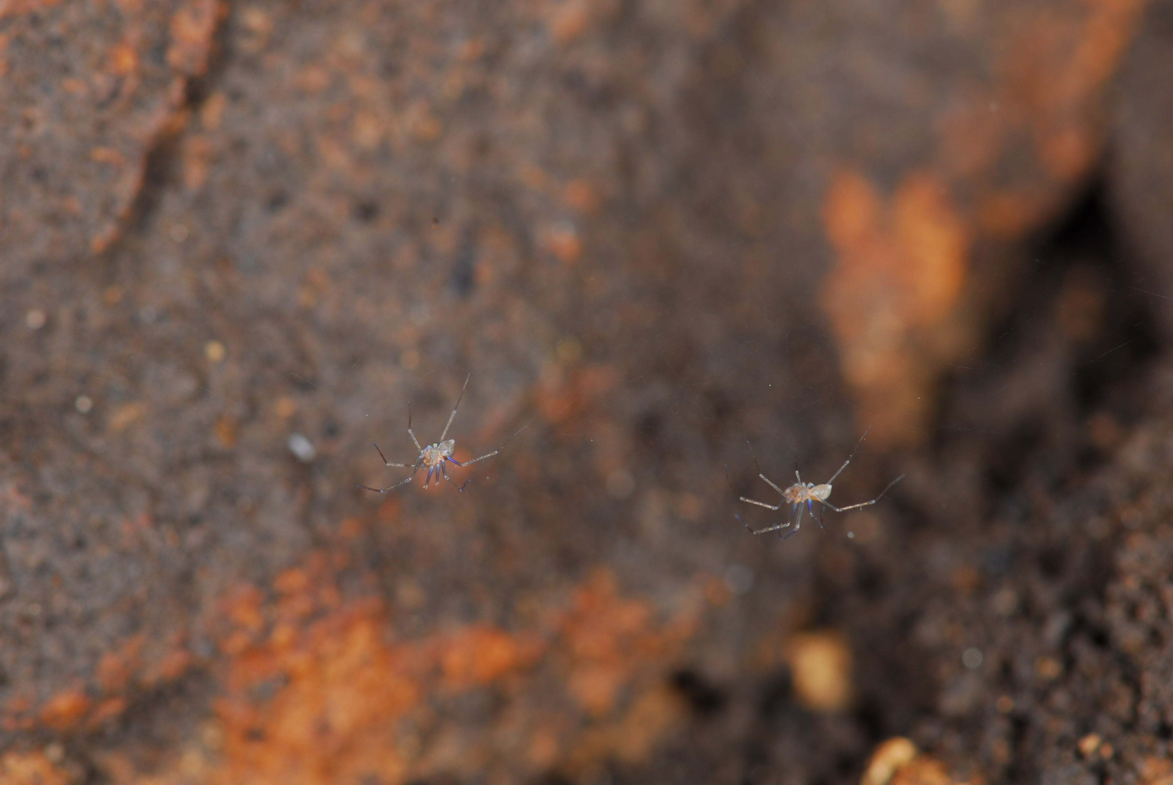 pair of tiny Neoleptoneta sp. spiders from Fawcetts Cave,  photo
by Joel Ledford