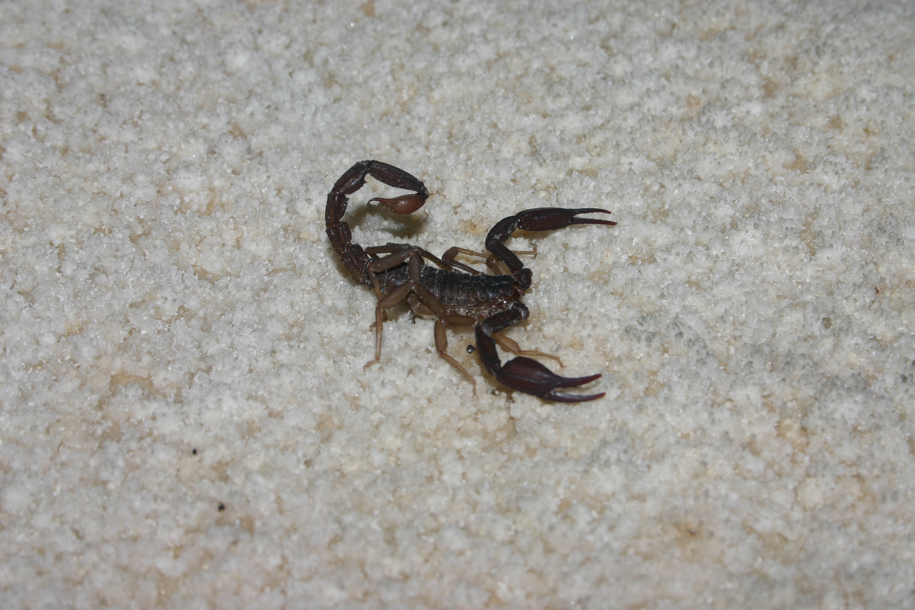 scorpion (Pseudouroctonus reddelli) from Stuart Bat Cave
 photo by Allan Cobb