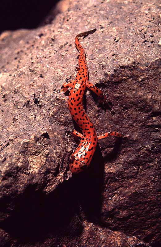 Salamander in Davis Pit, AR -  Photo Carl Kunath