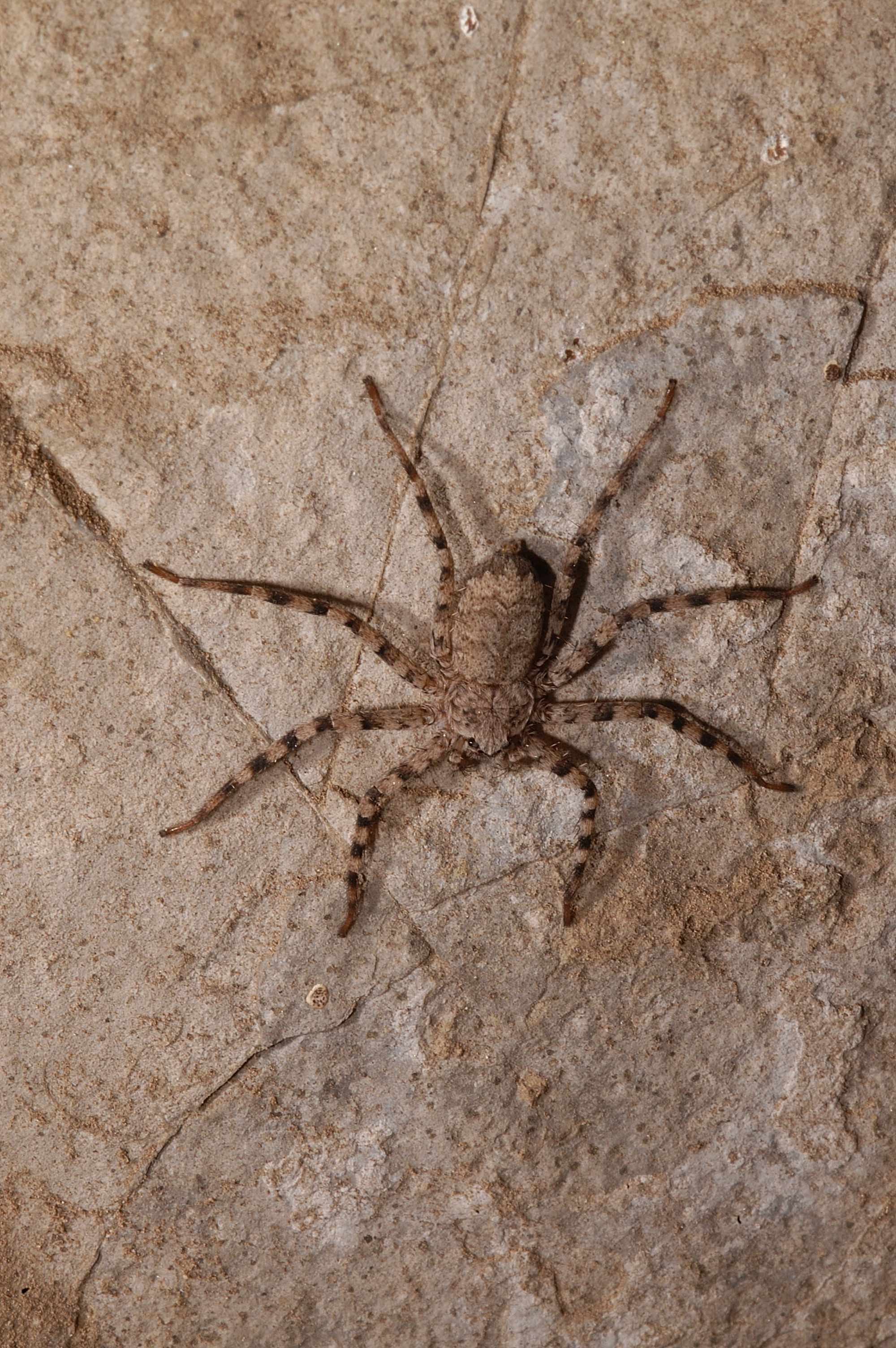 Spider in a Mexican Cave photo by Jean Krejca